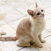 واگذاری گربه