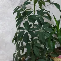 گل طبیعی|گل و گیاه طبیعی|دره شهر, |دیوار