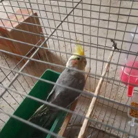 جفت عروس هلندی ۶ تخم|پرنده|بمپور, |دیوار