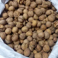 گردو پوست کاغذی تازه