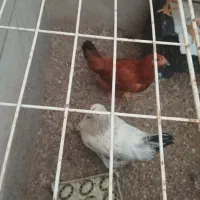 ۲تا مرغ و ۲ تا خروس محلی  ۴۵۰۰