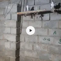 کفتر