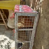 قفس مناسب مرغ و کبوتر