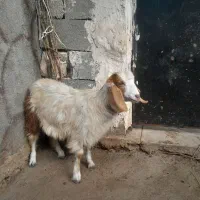بز غاله ماده