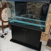 فروش اکواریم دلسا|ماهی|بومهن, |دیوار