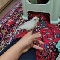 یک جفت کوتوله برزیلی|پرنده|شیراز, گلکوب|دیوار