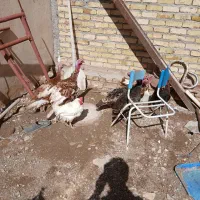 بوقلمون