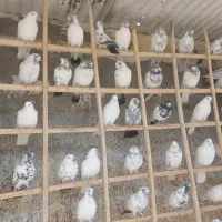 اصل کفتر گروی|پرنده|آران و بیدگل, |دیوار