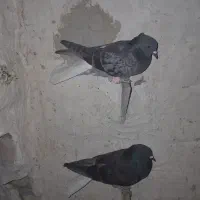 کفترزاغ دمسفید