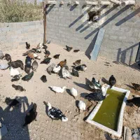 فروش تعدادی مرغ و خروس زینتی پدر حال تخم وبوقلمون