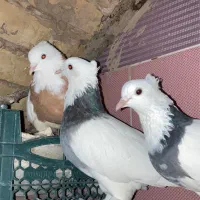 کبوتر طوقی|پرنده|قم, پردیسان|دیوار