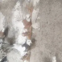 طوقی طوق زرد طوق سرخ کله سینه|پرنده|شیراز, کوشک میدان|دیوار