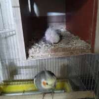 سه جفت عروس|پرنده|کاشان, باغ ماجد|دیوار