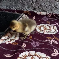 بچه غاز سالم سرحال