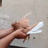 جفت زردمسفید کاکلی نامبروان|پرنده|مشهد, قائم|دیوار