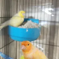 قناری جفت با جوجه|پرنده|تهران, جوادیه تهرانپارس|دیوار