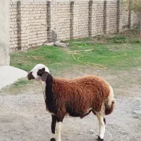 2عدد تو قلی بروجردی نر