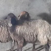 میش واسه جمع