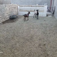 بره.وچپش آلپایین|حیوانات مزرعه|اردکان, |دیوار