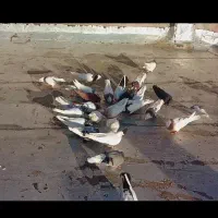 حدود ۳۰ عدد کفتر رنگی