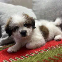 سگ نژاد شیتزو