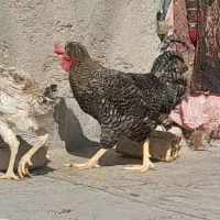 خروس‌ایسبار‌اتیغه