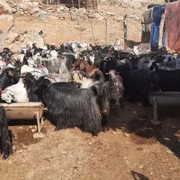 فروش دام زنده بزوتی بزچاق میش وشیشک چاق فلک الدین|حیوانات مزرعه|خرم‌آباد, |دیوار