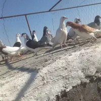 کبوتر کفتر پرنده پرشی