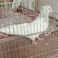ماده کله ای با یه جفت نروماده