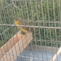 خرید فروش یاسمین قناری سهره سبزقناری گلبسر قناری