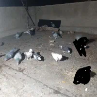 کفتر پلاکی عتیقه