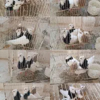 کبوتر طوقی سده