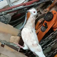 کبوتر هفترنگ خطی نر