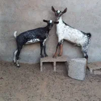 بز اهوی