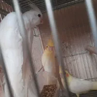 ۴عدد جوجه عروس هلندی دونخور دستی|پرنده|خمینی‌شهر, |دیوار