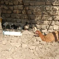جوجه مرغ محلی|حیوانات مزرعه|مینودشت, |دیوار