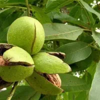 کودوسم‌بهاره‌مشاوره ارشد نظام مهندسی