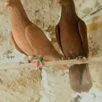 پرنده کبوتر سرخ و زرد کرمونی|پرنده|تربت‌حیدریه, ترمینال|دیوار