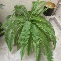 گل سرخس نو وسبز سالم کاور کوسن نو جاعودی درحد نو|گل و گیاه طبیعی|شیراز, قدوسی غربی|دیوار