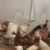 بوقلمون