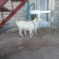 بزغاله عتیقه|حیوانات مزرعه|جوانرود, |دیوار