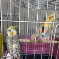 ۲عدد عروس هلندی|پرنده|اقبالیه, |دیوار