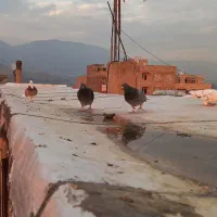 کفتر یا کبوتر معاوضه وفروش|پرنده|قدس, شهرقدس|دیوار