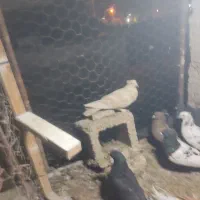 پرنده کفتر