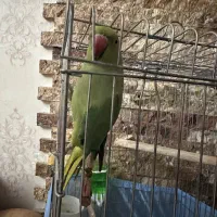 طوطی ملنگو