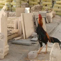 خروس لاری|حیوانات مزرعه|قدس, هفت جوی|دیوار