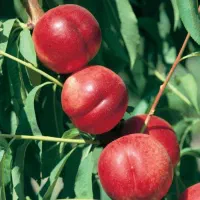 فردس نهال تضمینی|گل و گیاه طبیعی|اصفهان, امامزاده اسماعیل|دیوار