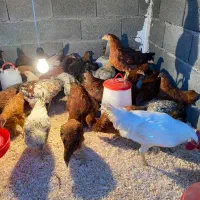 فروش ۵۰ تامرغ و خروس محلی گلپایگان و برهما|حیوانات مزرعه|هشتگرد, تهران دشت|دیوار