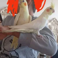 جوجه عروس هلندی کاملا دست آموز و اهلی|پرنده|نقده, |دیوار