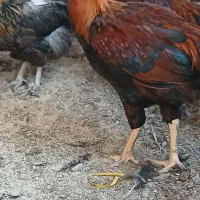 خروس لاری|حیوانات مزرعه|اسفراین, |دیوار